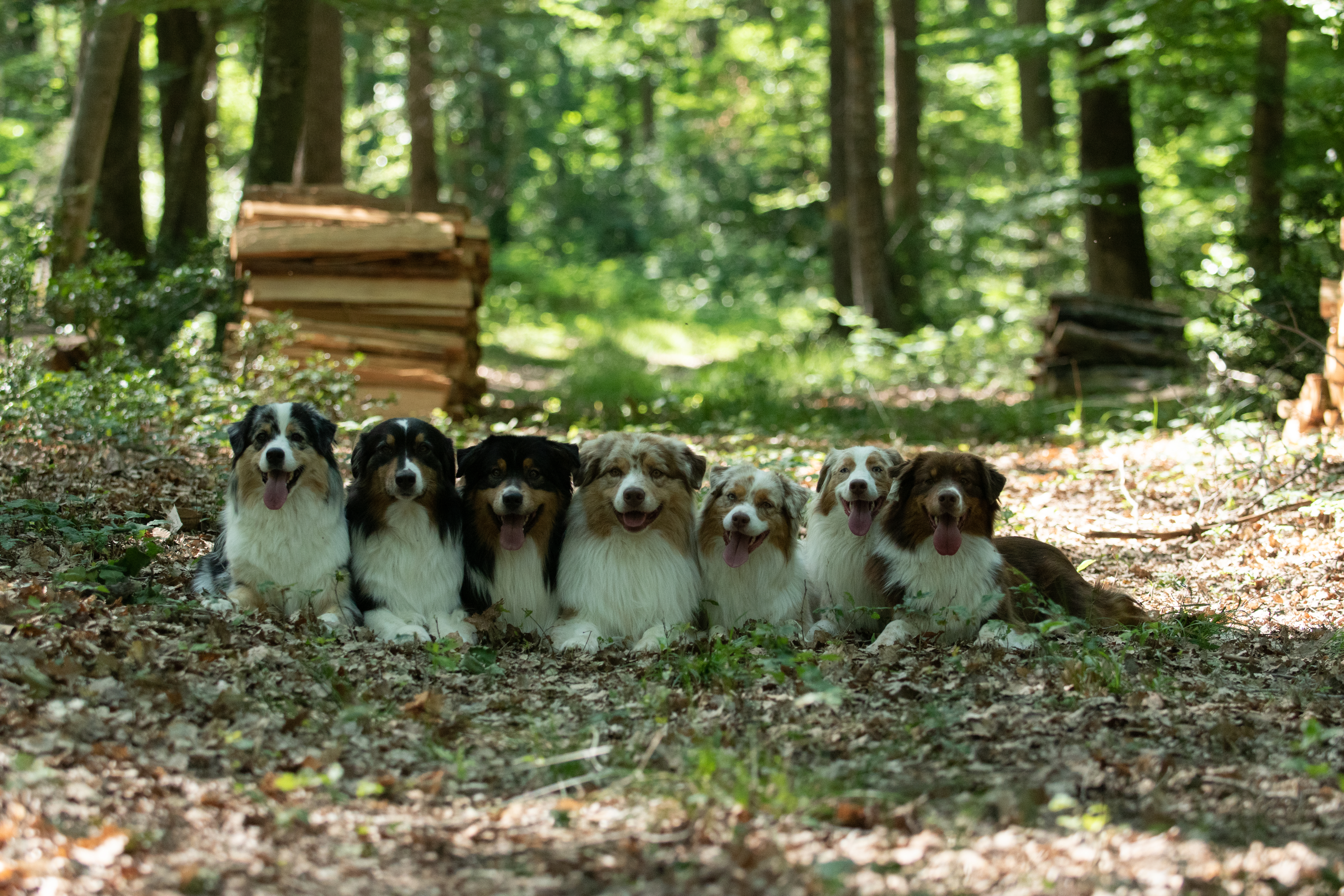 L'élevage Du Rêve Austral — nos chiens en forêt