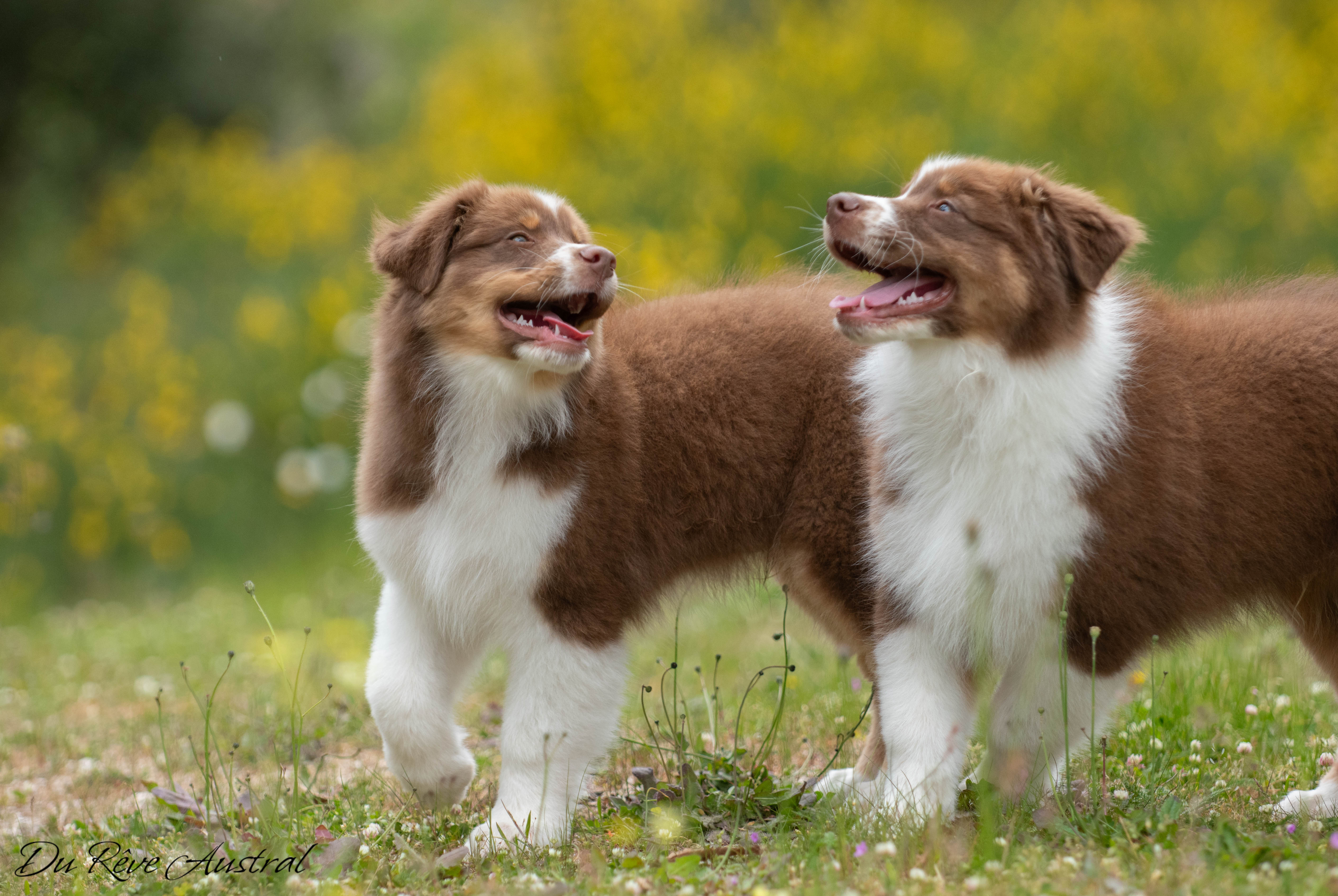Chiots bergers australiens Du Rêve Austral